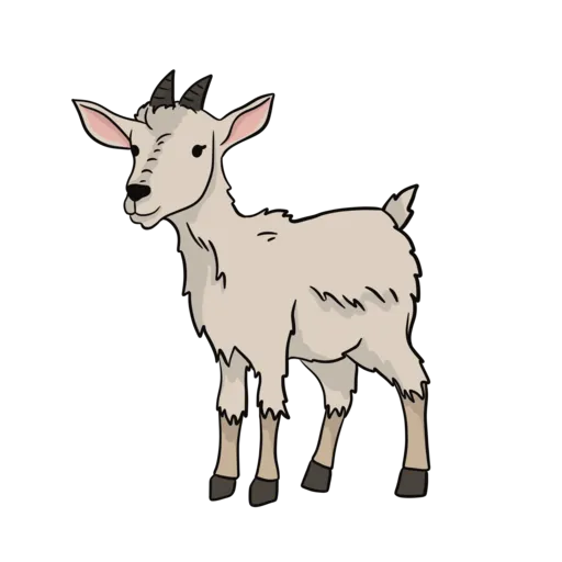 kambing