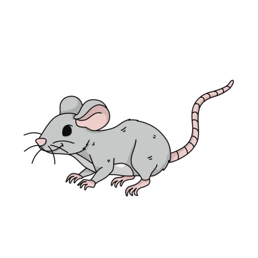 tikus